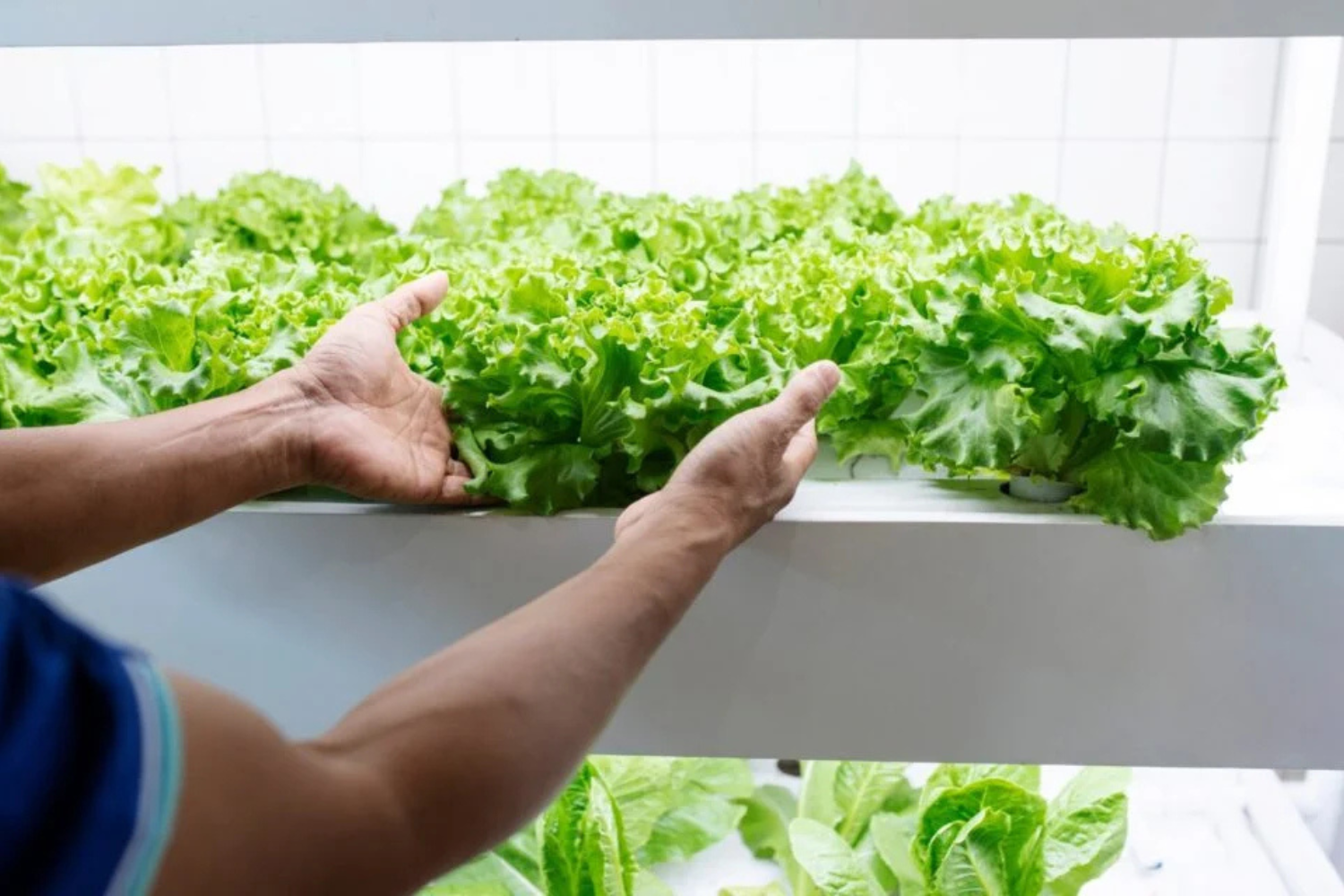 Lechuga 1