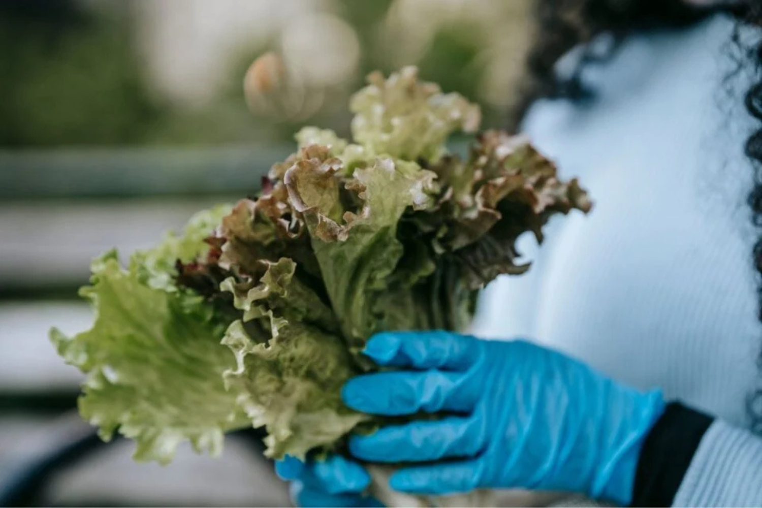 Lechuga 2