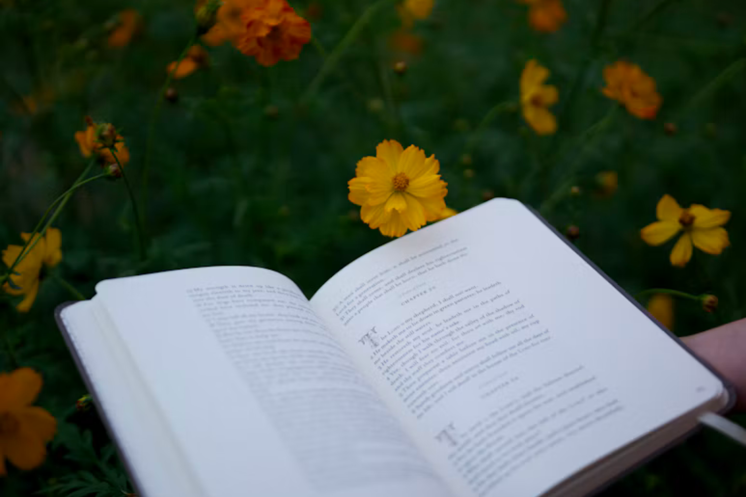 Livros Escritos Por Humanos Começam A Ganhar Selo De “literatura Orgânica”