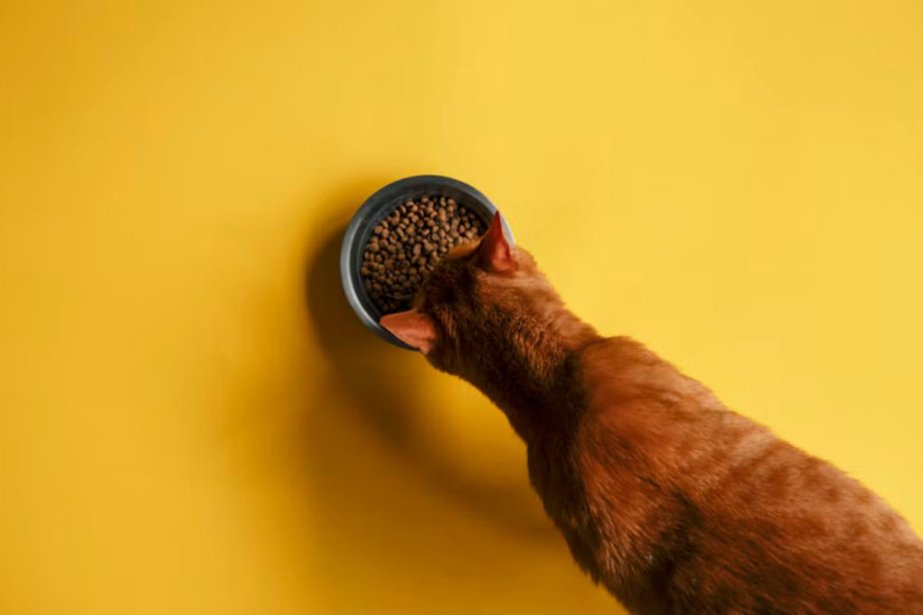 O Que Realmente Existe Na Comida Dos Gatos Análises Encontram Metais Pesados, Pesticidas E Químicos De Plásticos