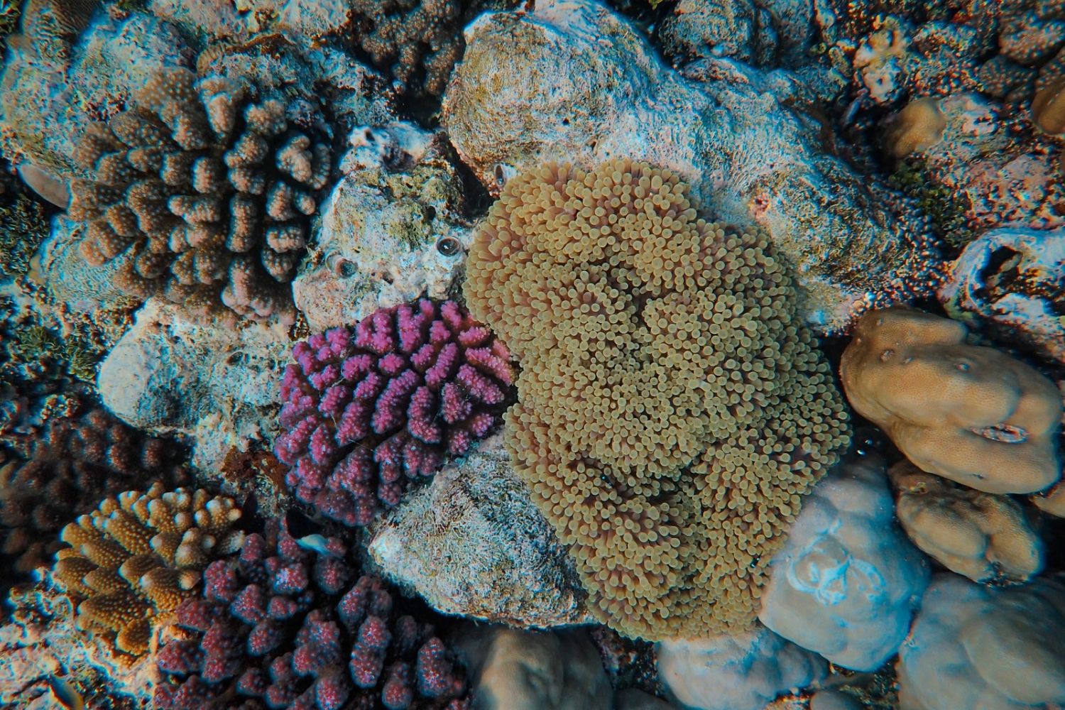 Cientistas descobrem que corais saudáveis podem salvar outros quase mortos em apenas cinco dias