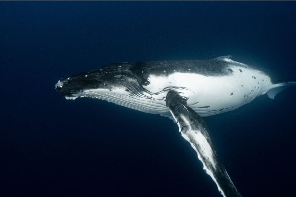 5 comportamentos misteriosos dos animais que a ciência ainda não consegue explicar
