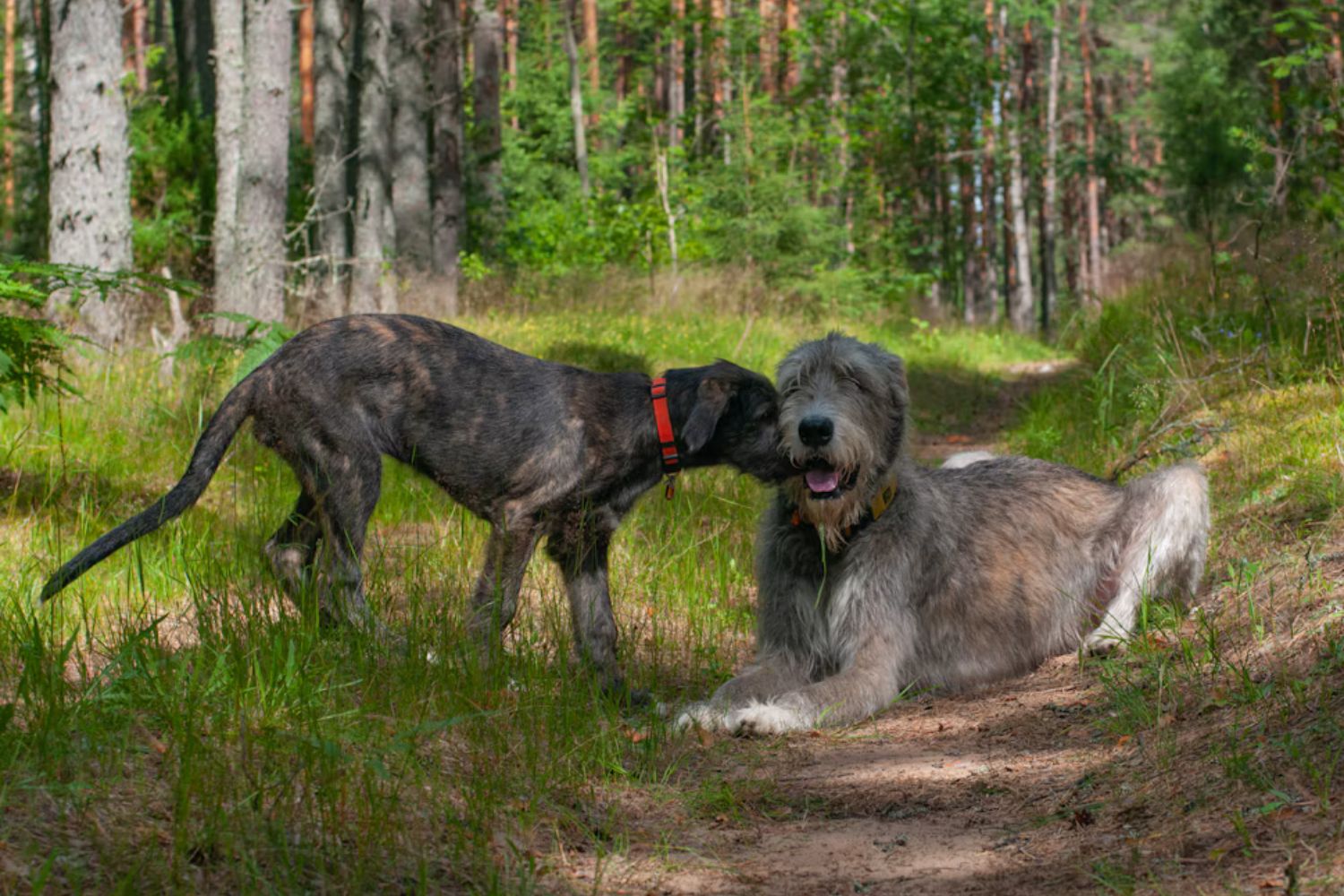 Por que cachorros grandes vivem menos? Cientistas encontram uma pista surpreendente no DNA