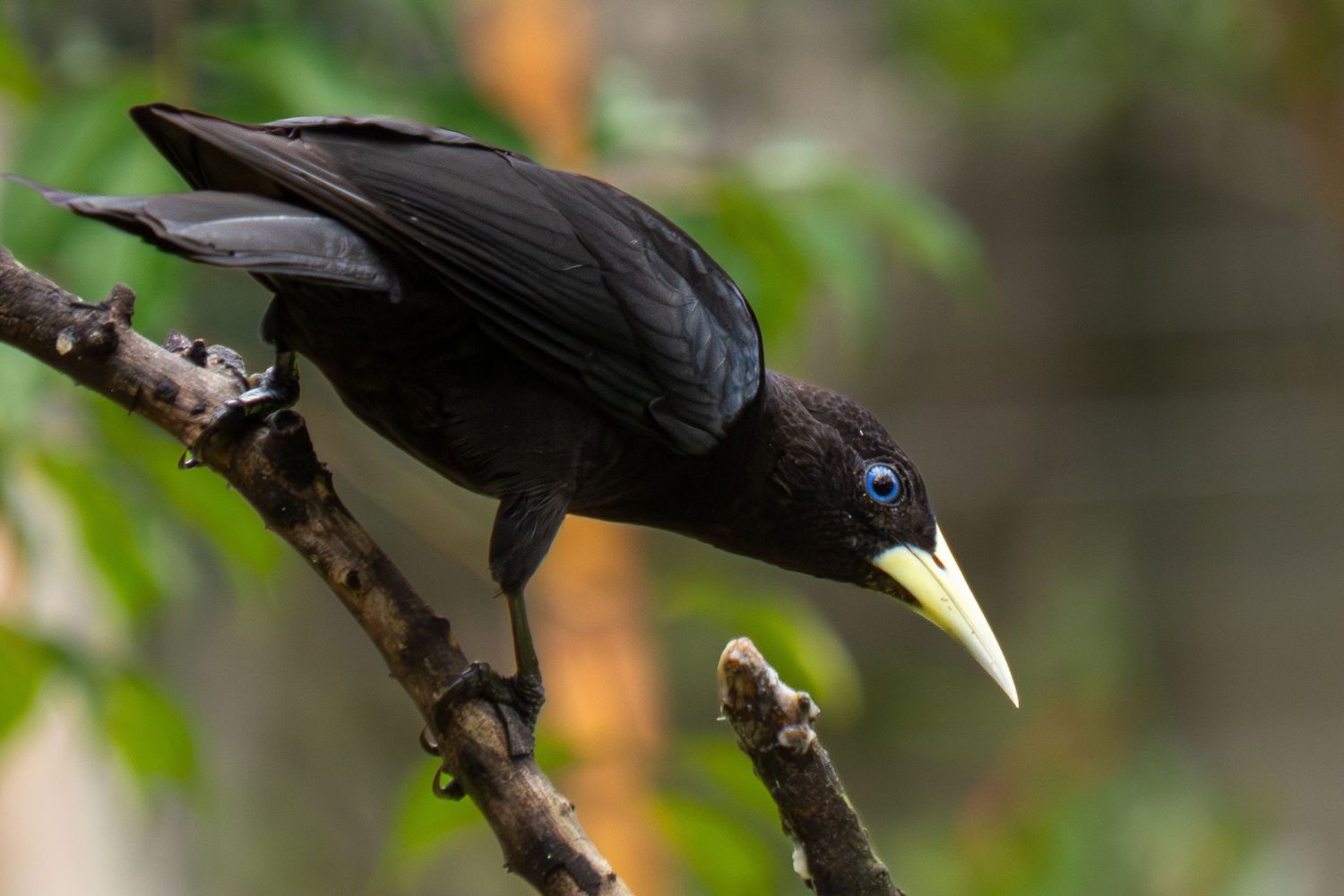 Estas aves brasileiras escondem uma potência sonora que surpreendeu até os cientistas