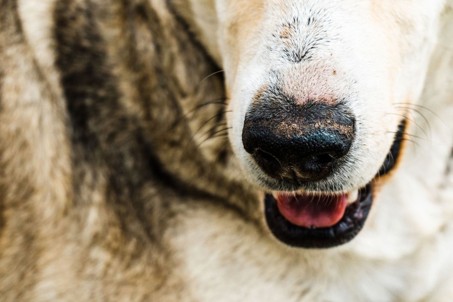 Inteligência artificial começa a entender a linguagem dos cães e revela uma nova forma de comunicação