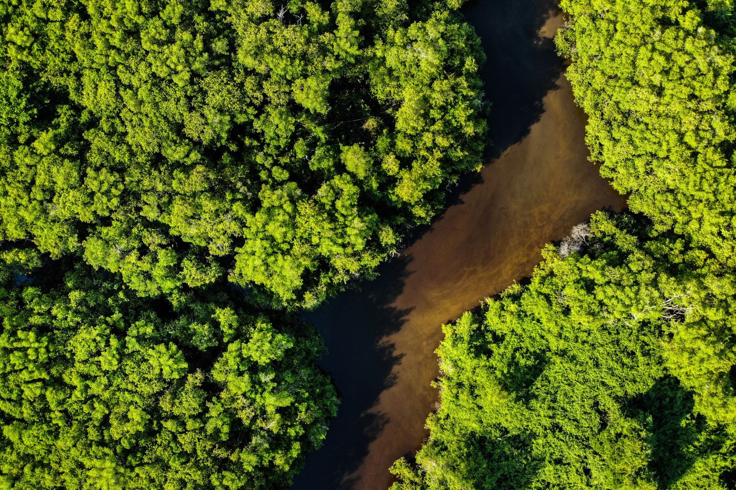 A eleição deste domingo pode mudar o destino da Amazônia por muitos anos