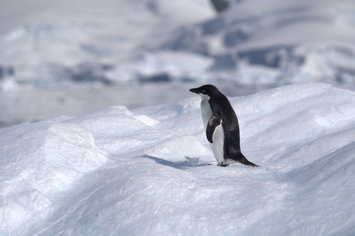 Trabalho na Antártida paga até R$ 15 mil por mês para viver entre pinguins