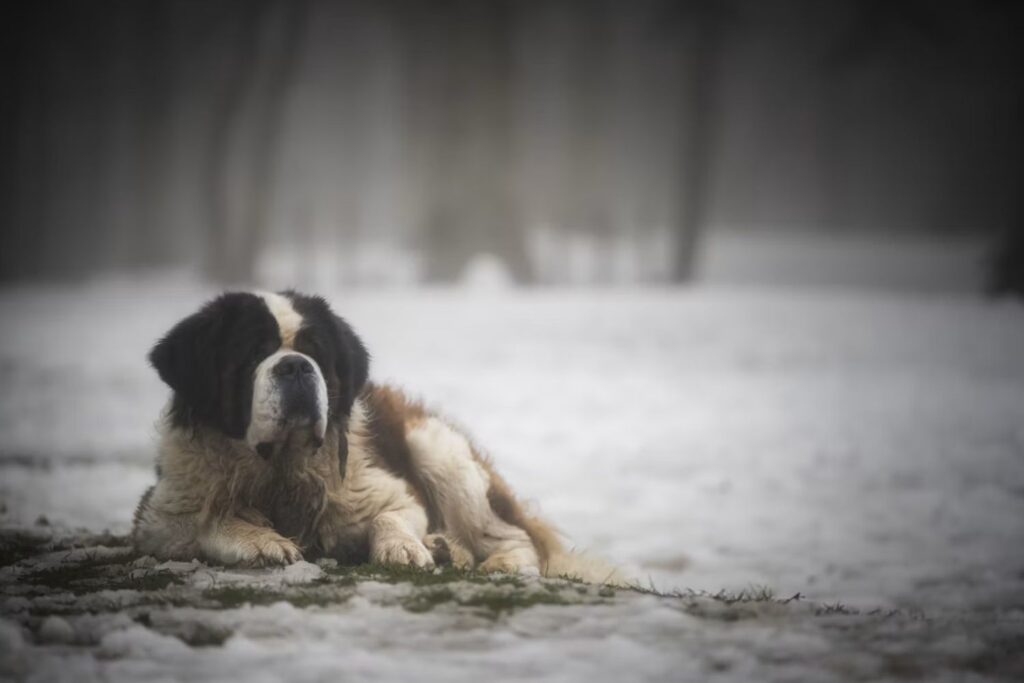 Por que cachorros grandes vivem menos? Cientistas encontram uma pista surpreendente no DNA