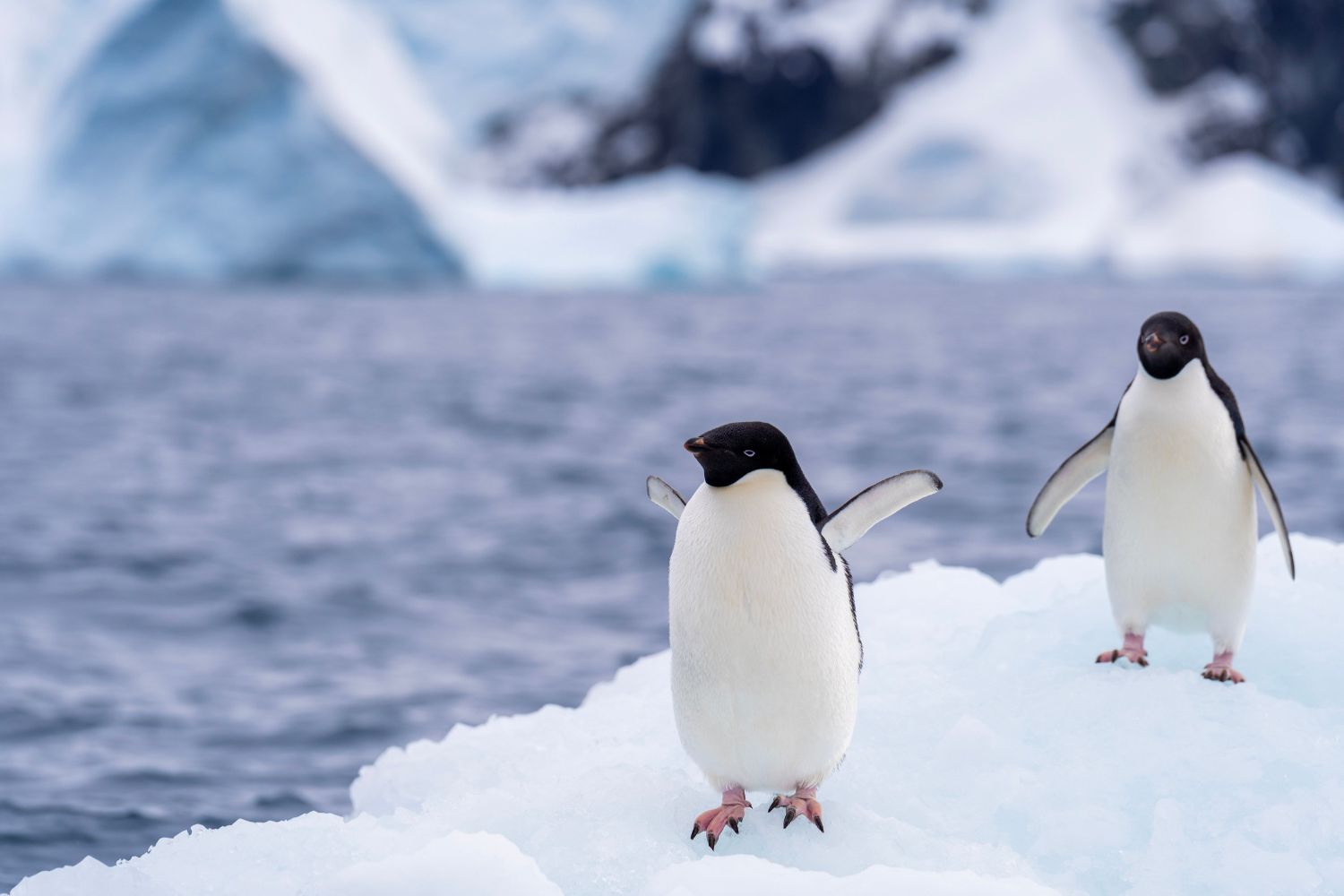 Trabalho na Antártida paga até R$ 15 mil por mês para viver entre pinguins