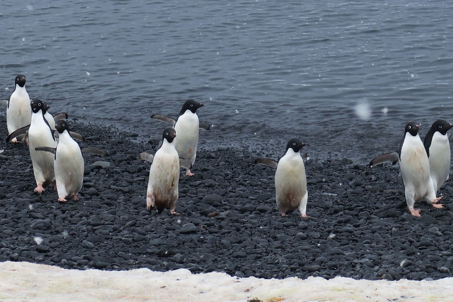 Trabalho na Antártida paga até R$ 15 mil por mês para viver entre pinguins