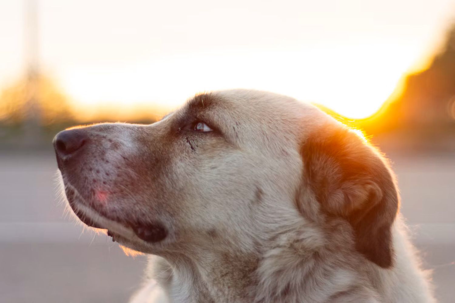 Por que cachorros grandes vivem menos? Cientistas encontram uma pista surpreendente no DNA