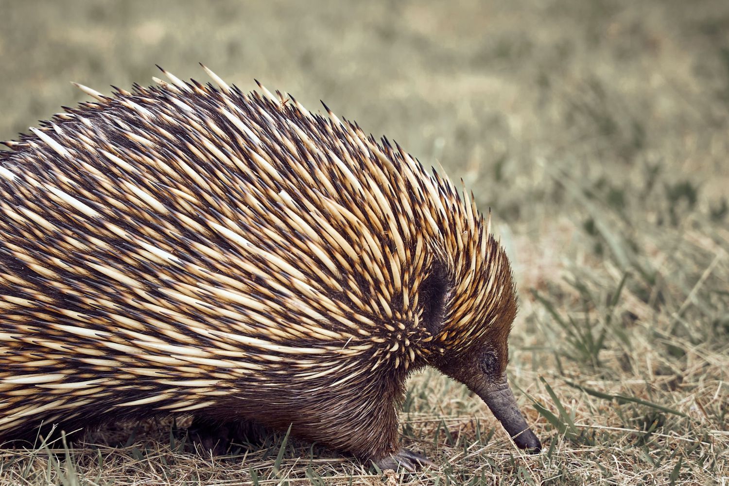 Animal que a ciência não via há 62 anos reaparece na natureza e surpreende pesquisadores