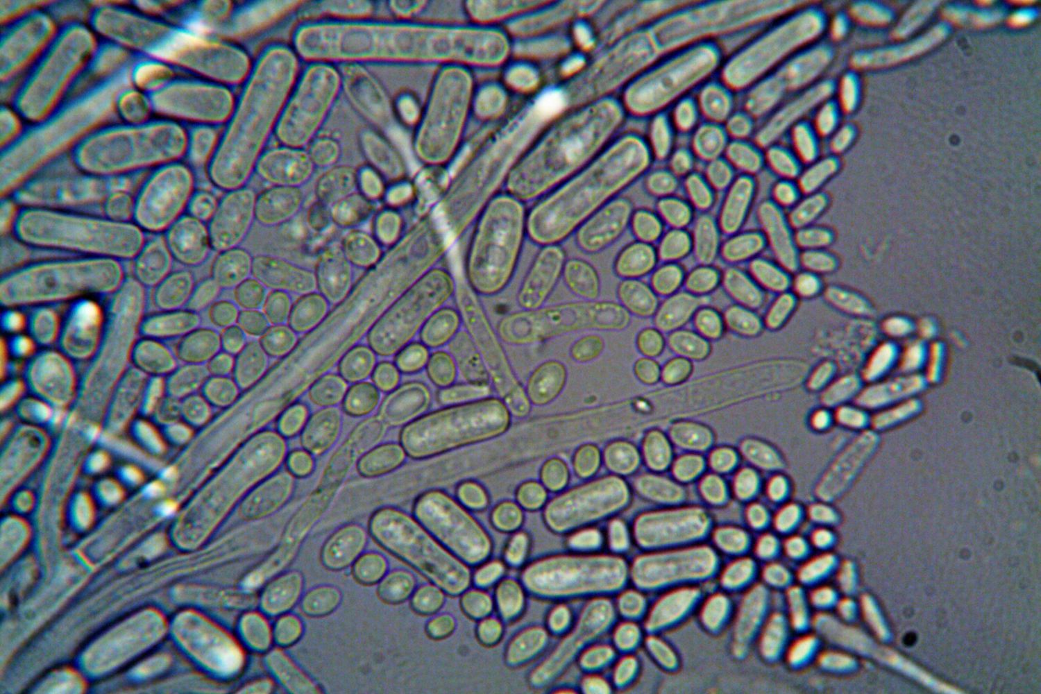 Cientistas simularam cinco dias em Marte e descobriram até onde uma bactéria consegue resistir