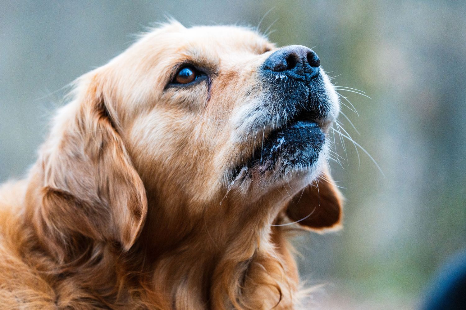 Inteligência artificial começa a entender a linguagem dos cães e revela uma nova forma de comunicação