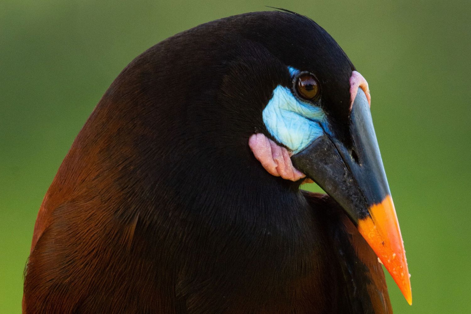 Estas aves brasileiras escondem uma potência sonora que surpreendeu até os cientistas