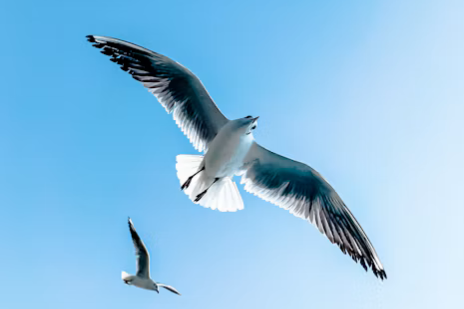 Voar Pode Gastar Menos Energia Que Nadar Quando As Aves Aproveitam O Ar