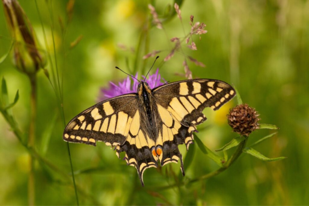 Borboleta