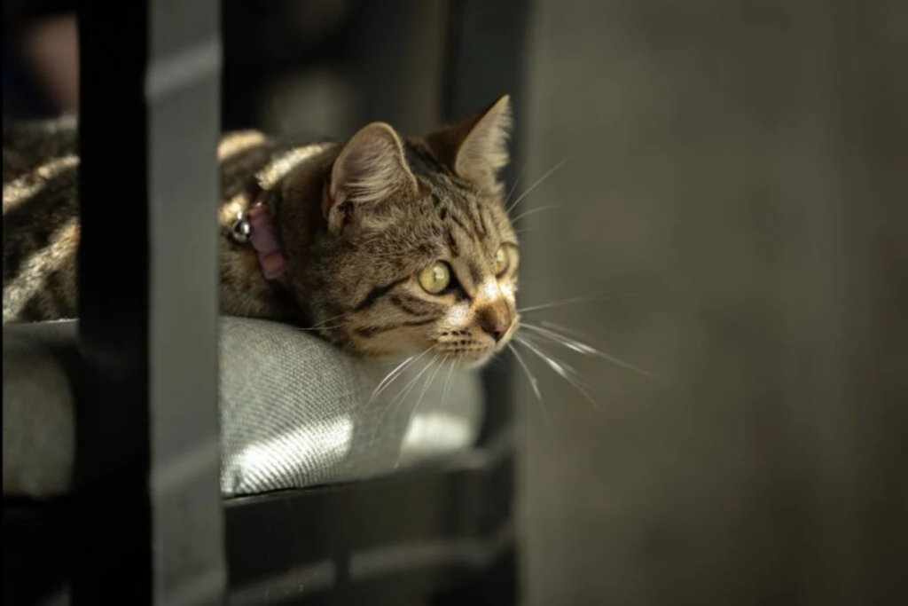 Gatos3